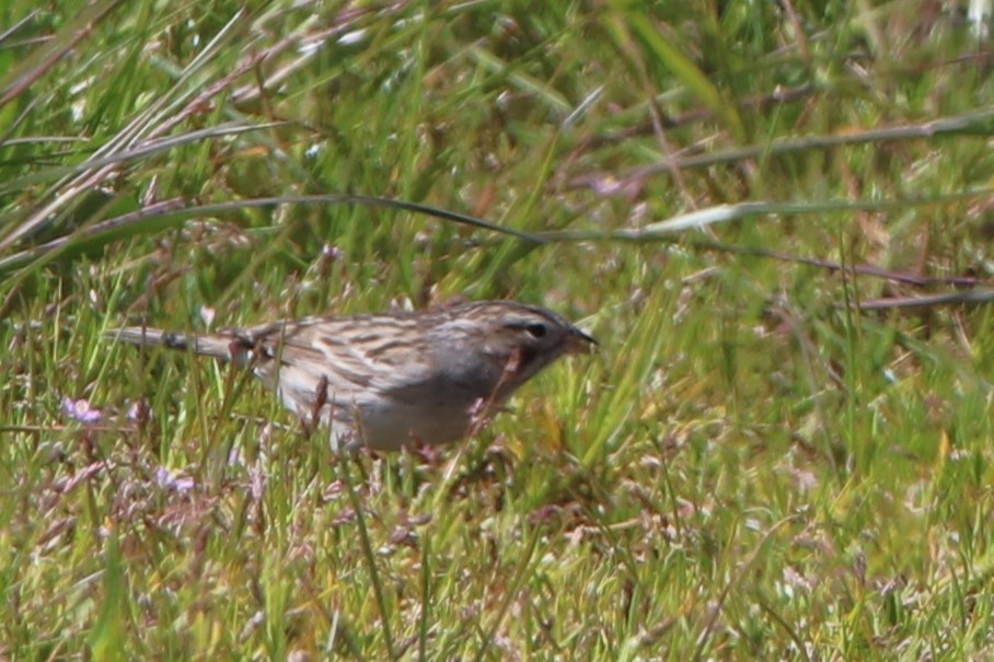 eBird Checklist - 8 May 2023 - Lake Earl/Tolowa Pacific Shores ...