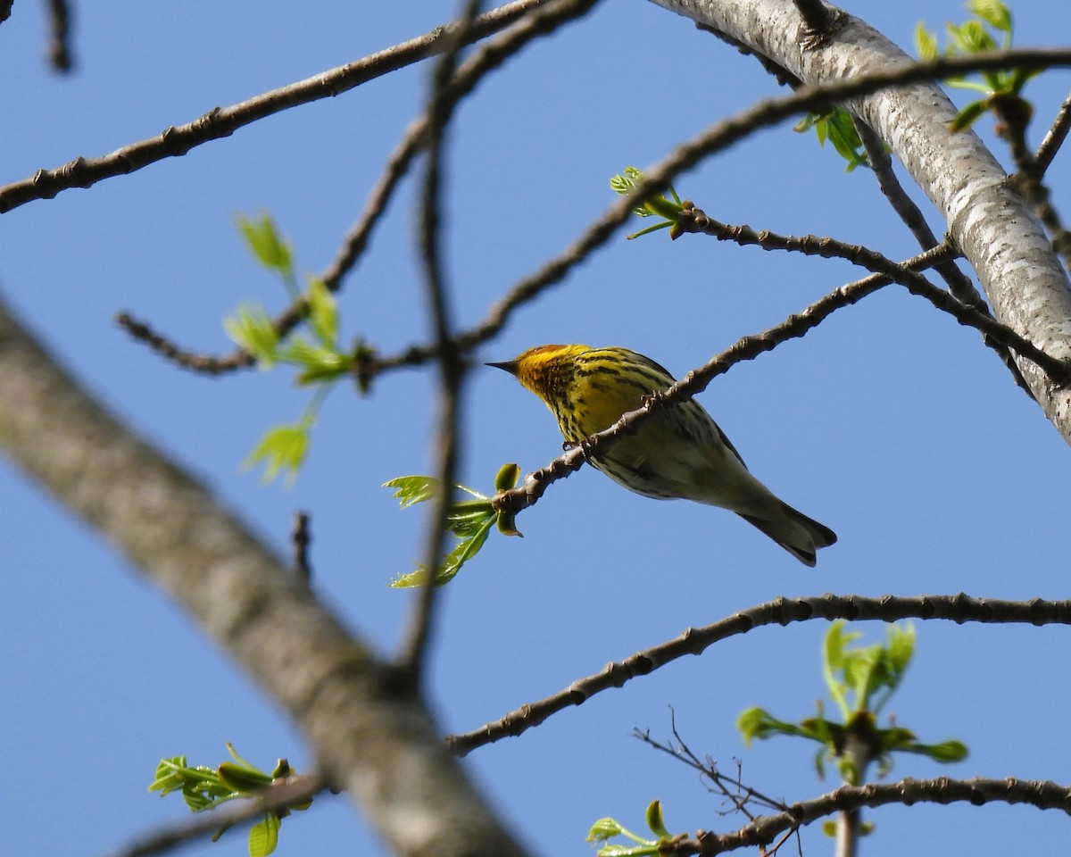 Cape May Warbler - ML570263451