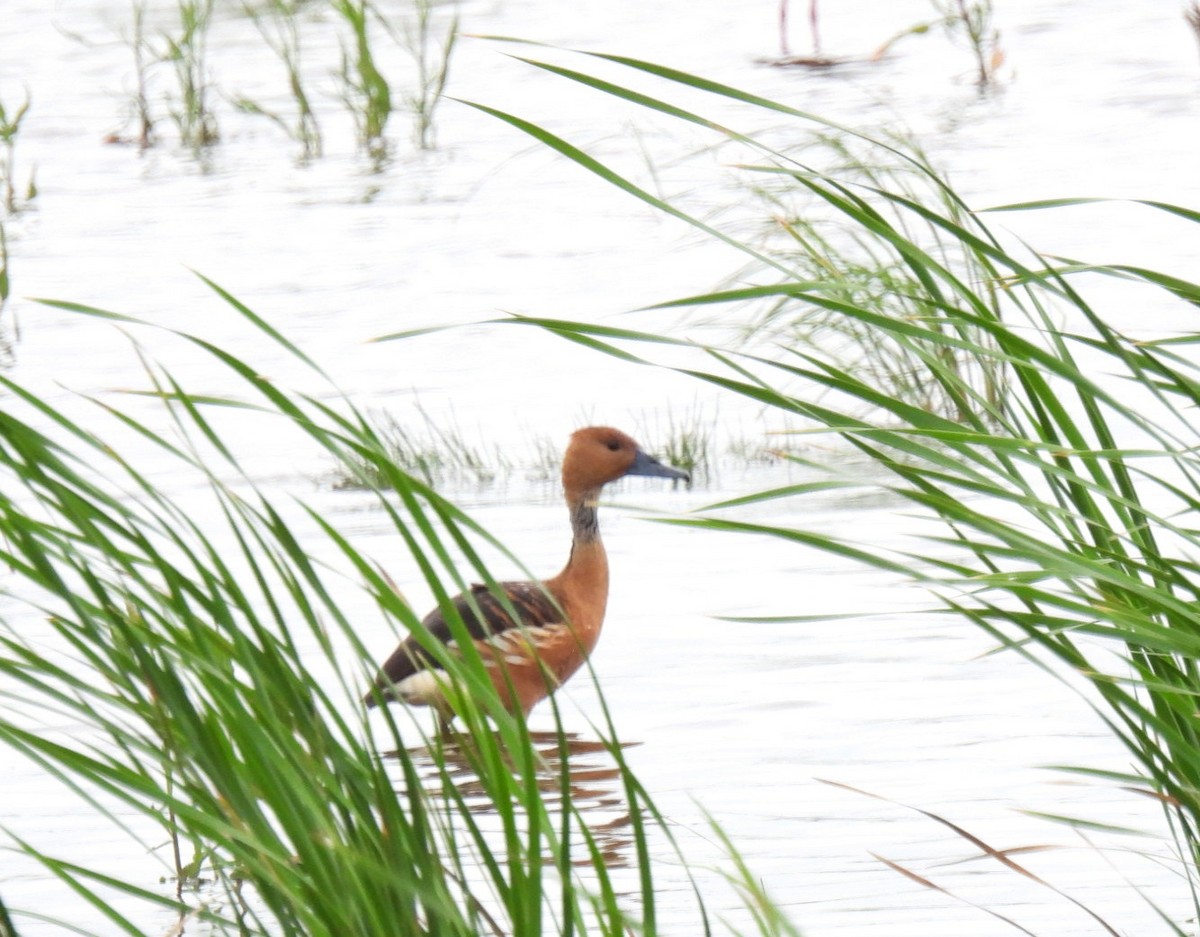 Fulvous Whistling-Duck - Sheri Miles