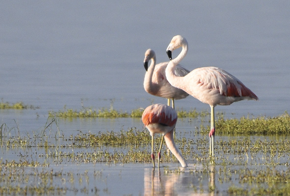 Chilean Flamingo - ML570264531