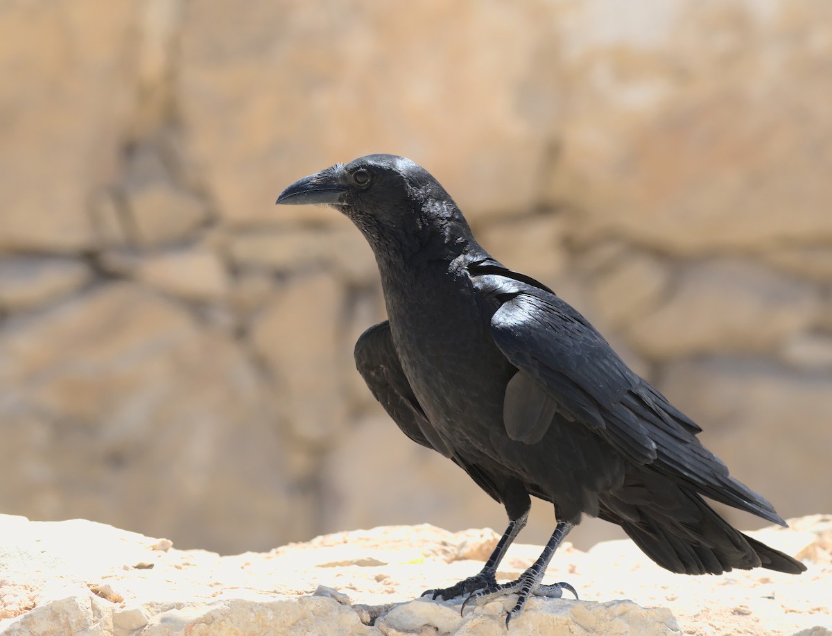Fan-tailed Raven - Hugo Schweke