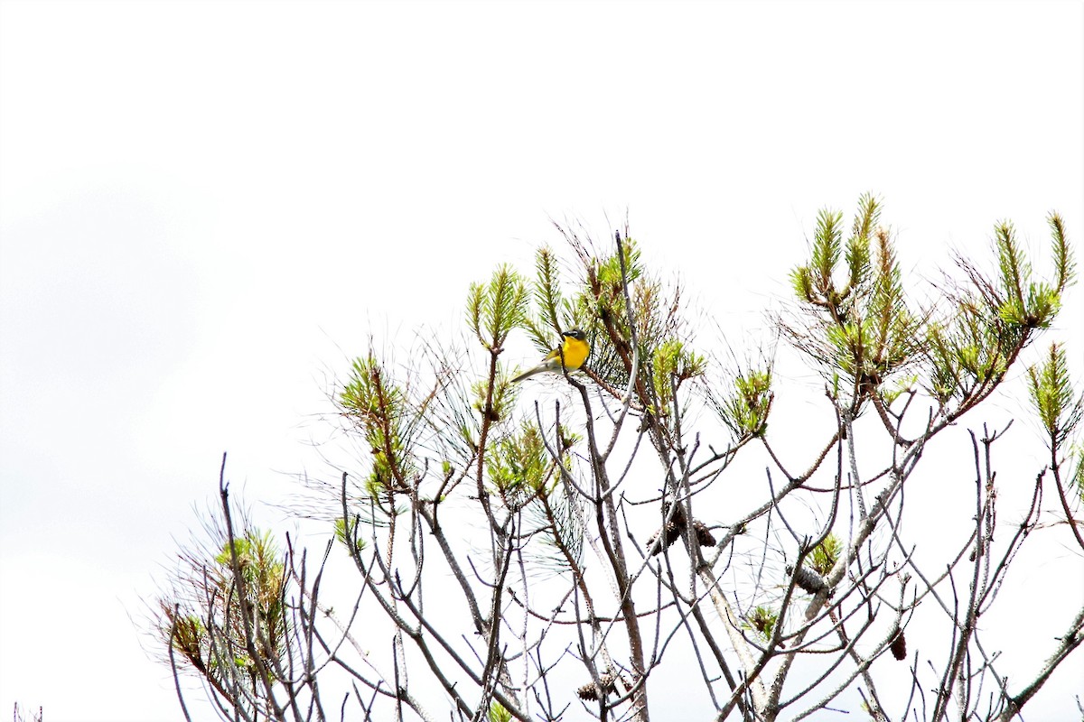 Yellow-breasted Chat - ML57026561