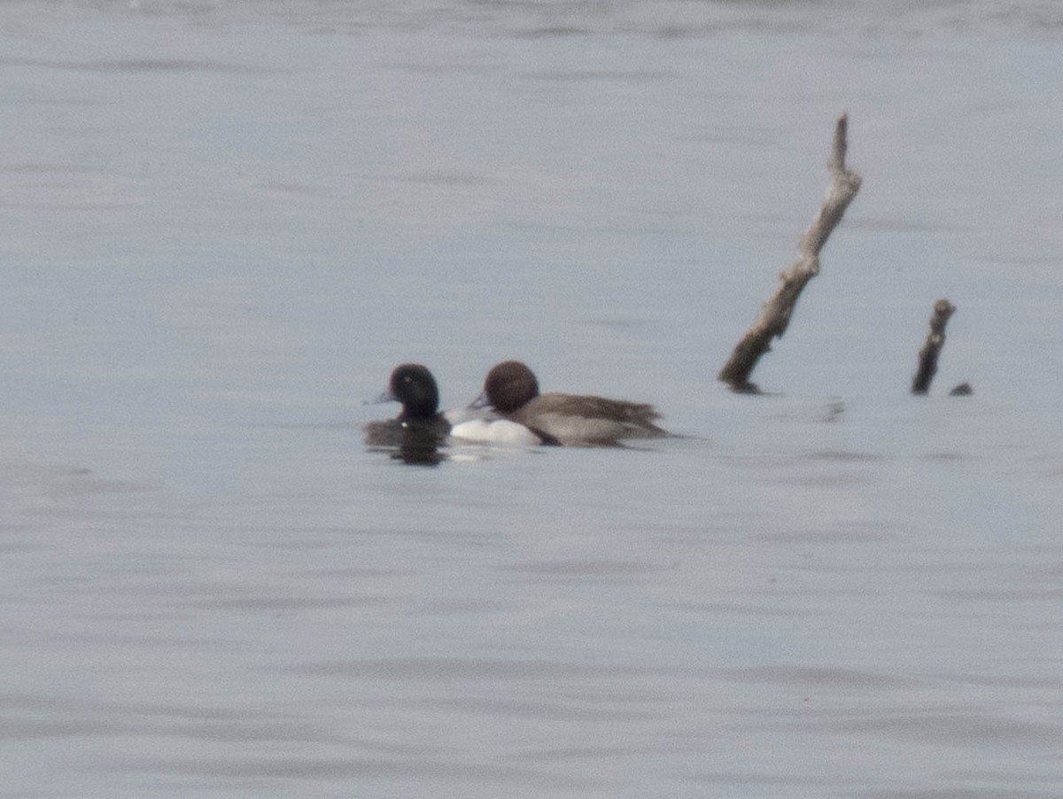 Greater Scaup - ML570269351