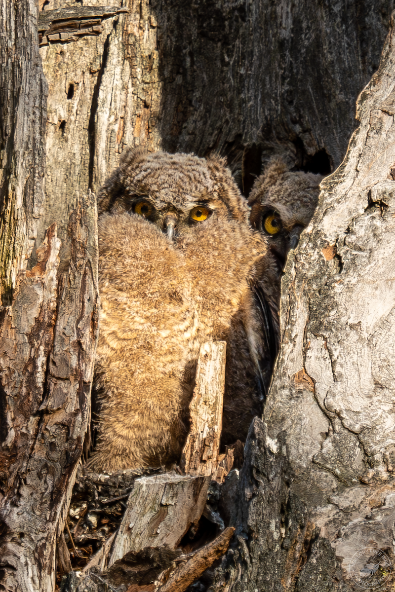 Great Horned Owl - ML570269551