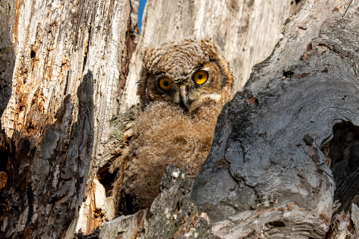 Great Horned Owl - ML570269561