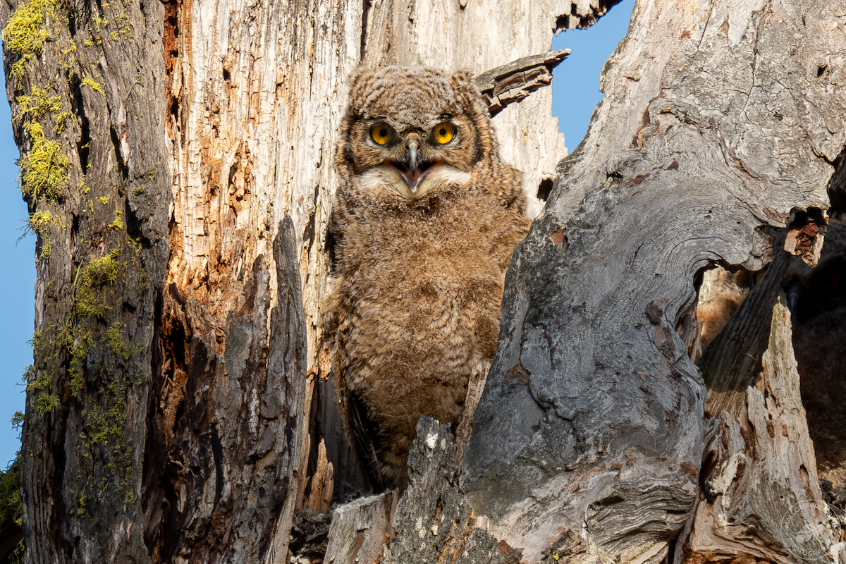 Great Horned Owl - ML570269571
