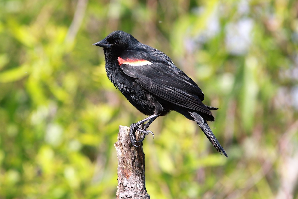 Red-winged Blackbird - Eric Alton