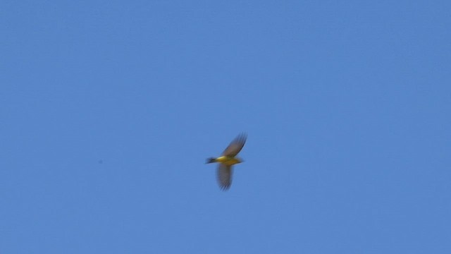 Western Tanager - ML570273921