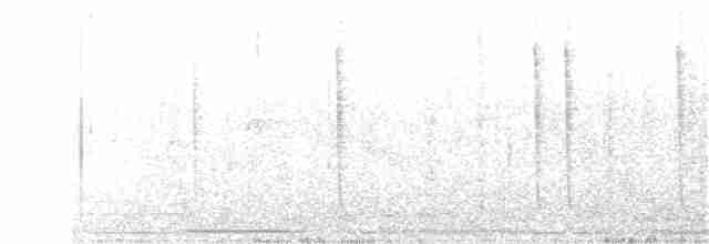 kalypta břitvochvostá - ML57028121