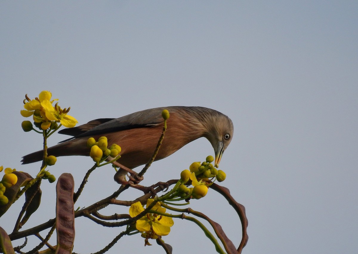 Chestnut-tailed Starling - ML570283591