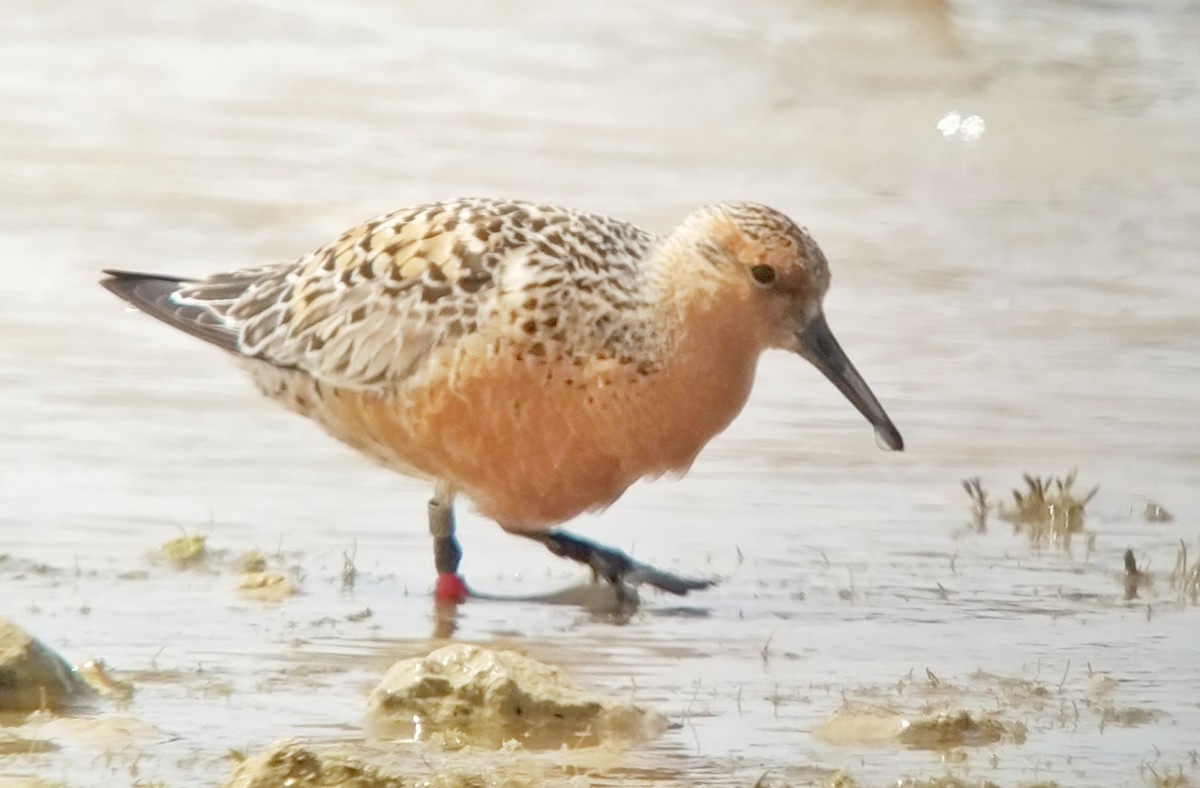 Red Knot - ML570283691