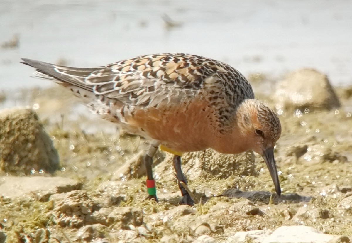 Red Knot - ML570283711