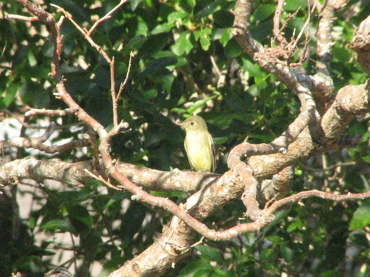 Yellow-bellied Flycatcher - Mel Cooksey