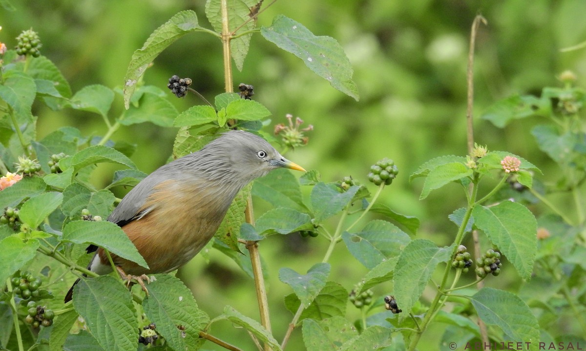 Chestnut-tailed Starling - ML570284111