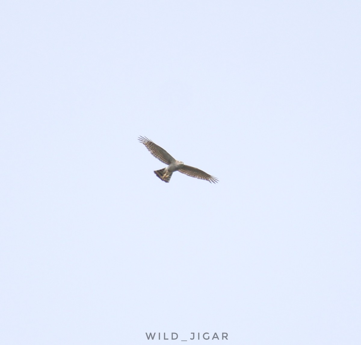 Eurasian Sparrowhawk - ML570284401