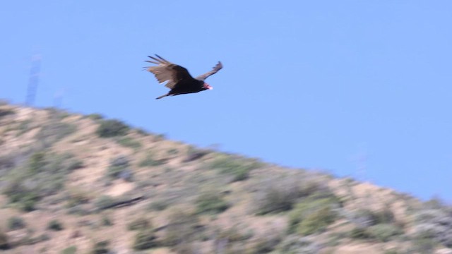 Turkey Vulture - ML570289001