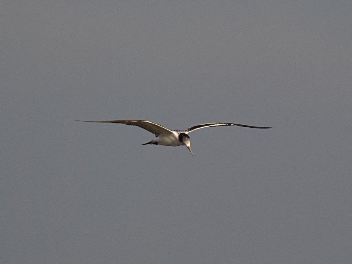 Great Crested Tern - ML570289881