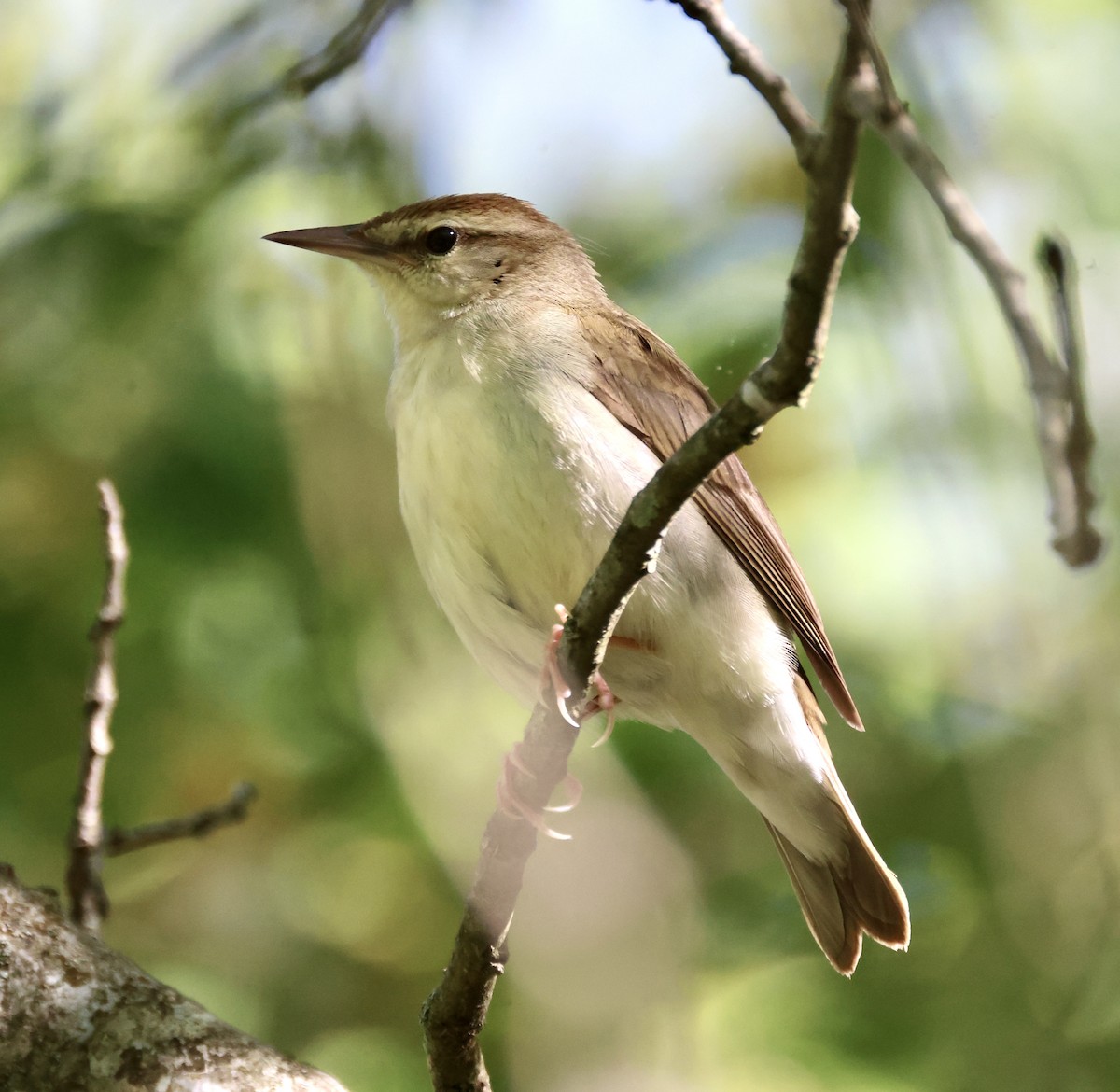 Swainson's Warbler - Cheryl Rosenfeld