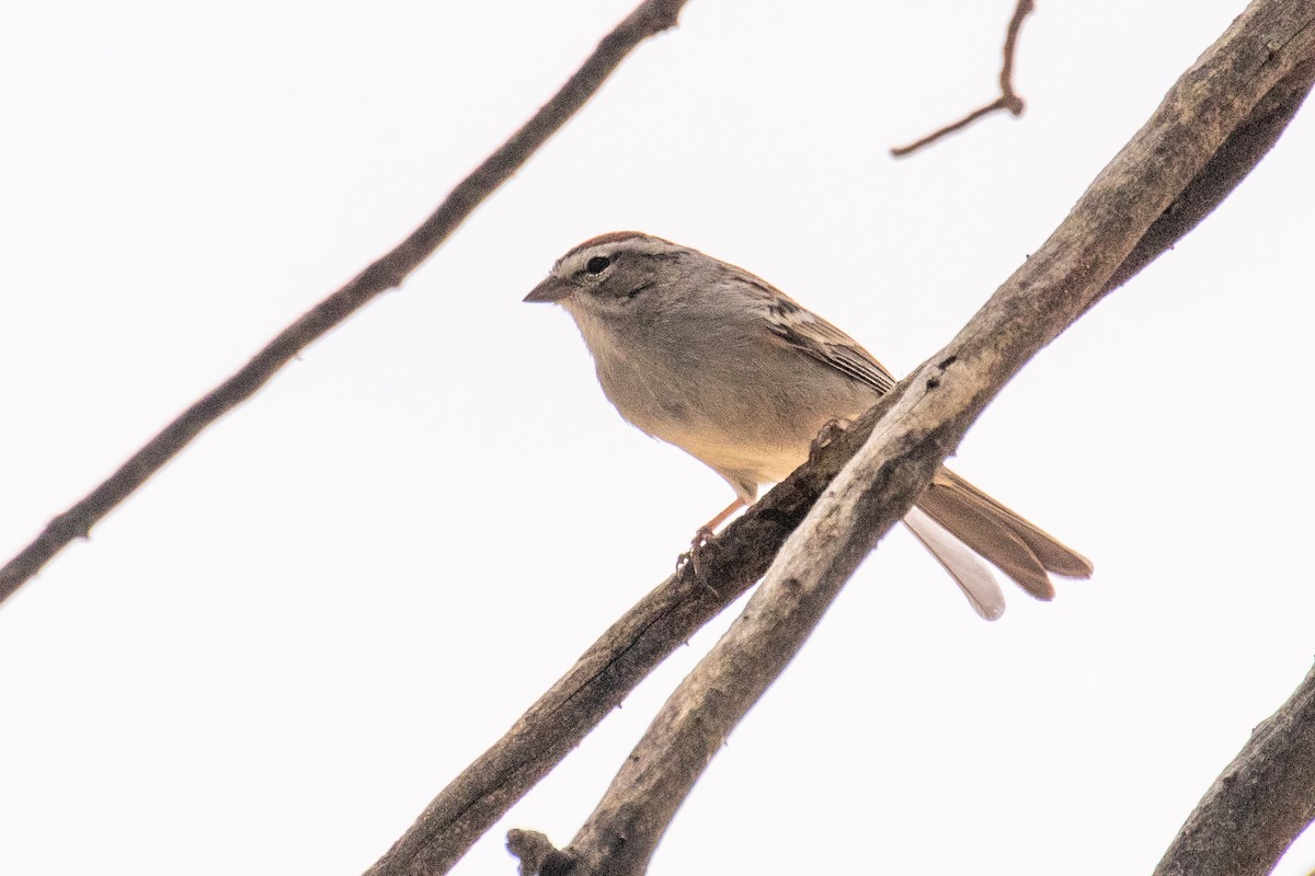 Rufous-crowned Sparrow - ML570291291