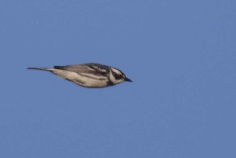 Black-throated Gray Warbler - ML570293271