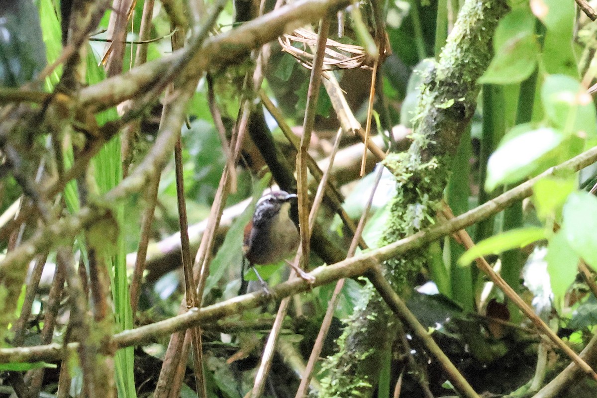Gri Göğüslü Çıtkuşu (leucophrys/boliviana) - ML570295331