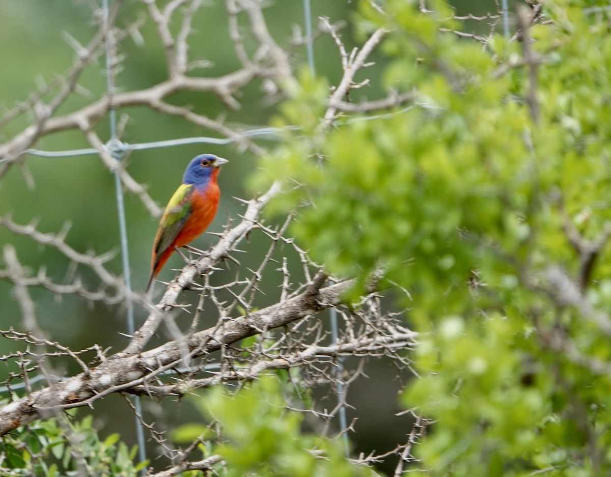 Painted Bunting - ML570300491