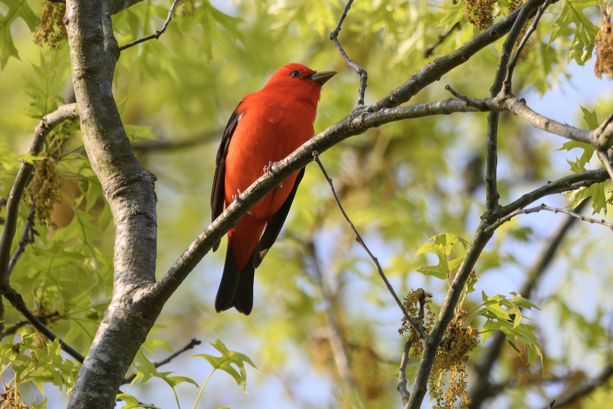 Scarlet Tanager - ML570300641