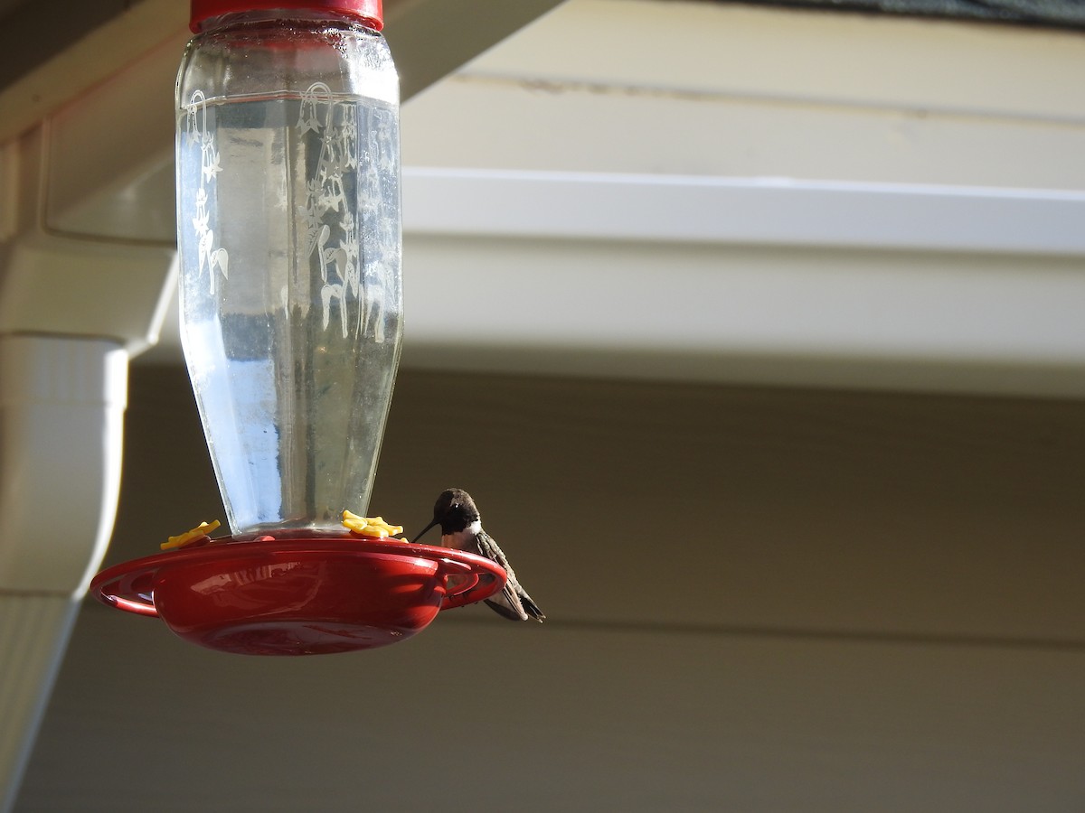 Anna's Hummingbird - ML57030531