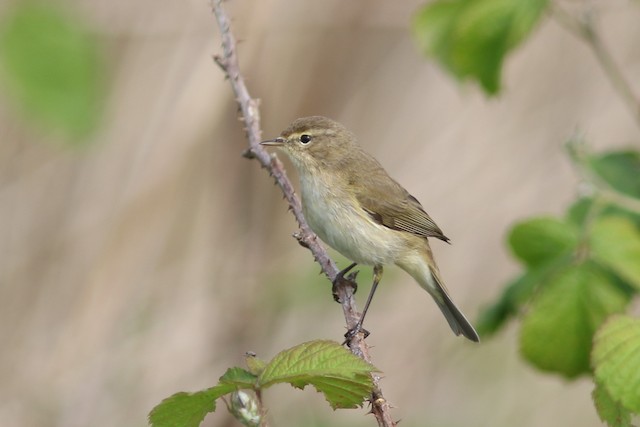 Common Chiffchaff at Arkemheense Polder by Benjamin Pap