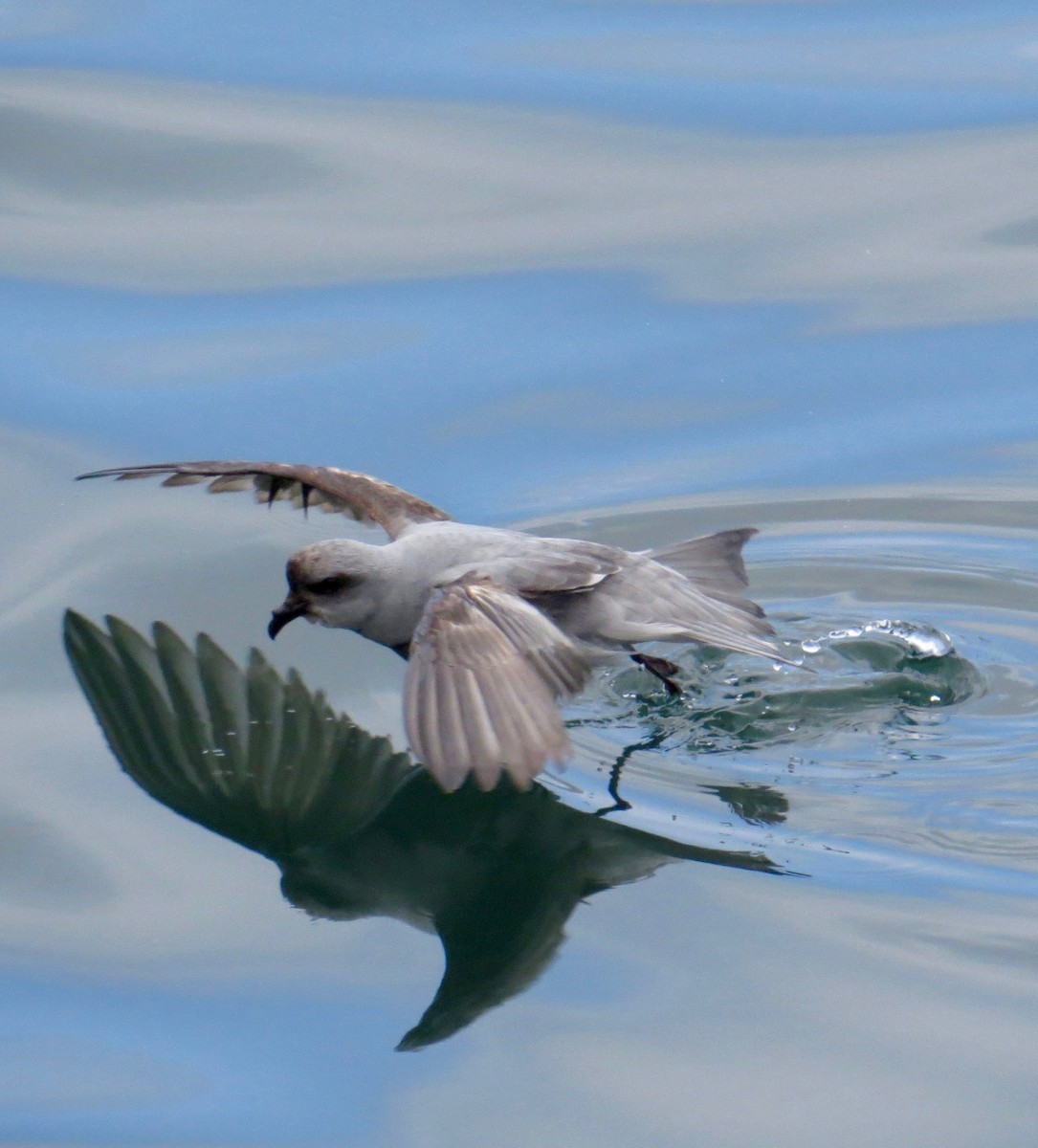 Fork-tailed Storm-Petrel - ML57030611