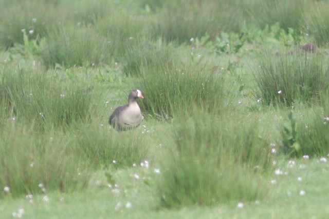 Lesser White-fronted Goose at Arkemheense Polder by Benjamin Pap