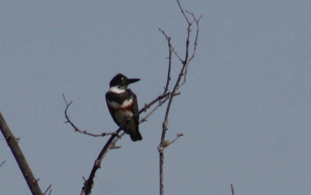 Belted Kingfisher - ML570308481