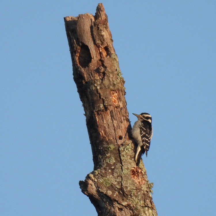 Hairy Woodpecker - ML570309711