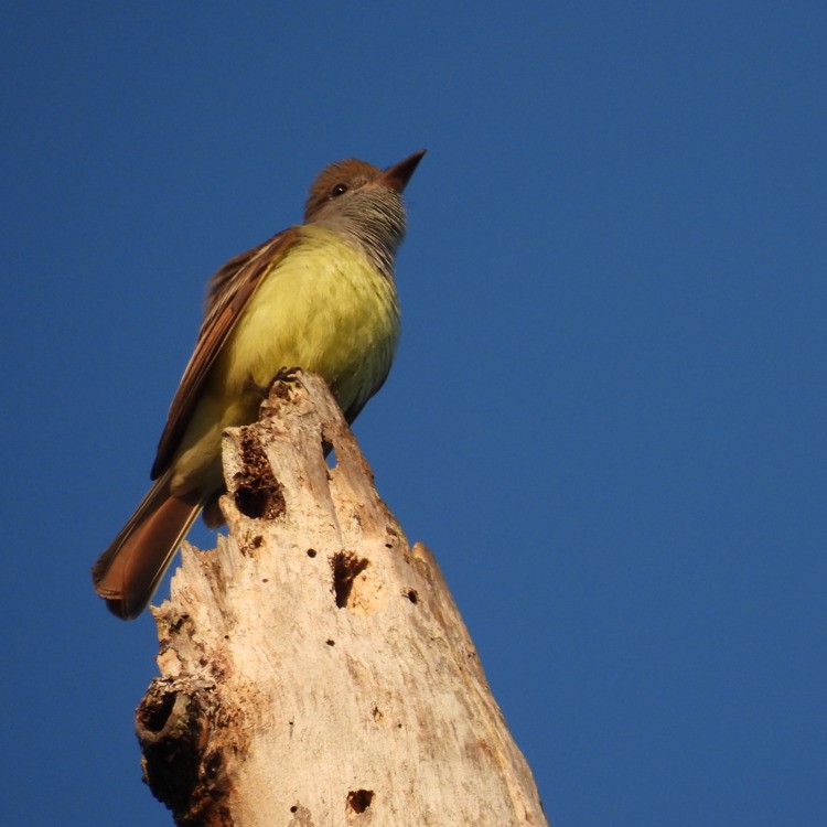 Great Crested Flycatcher - ML570309931