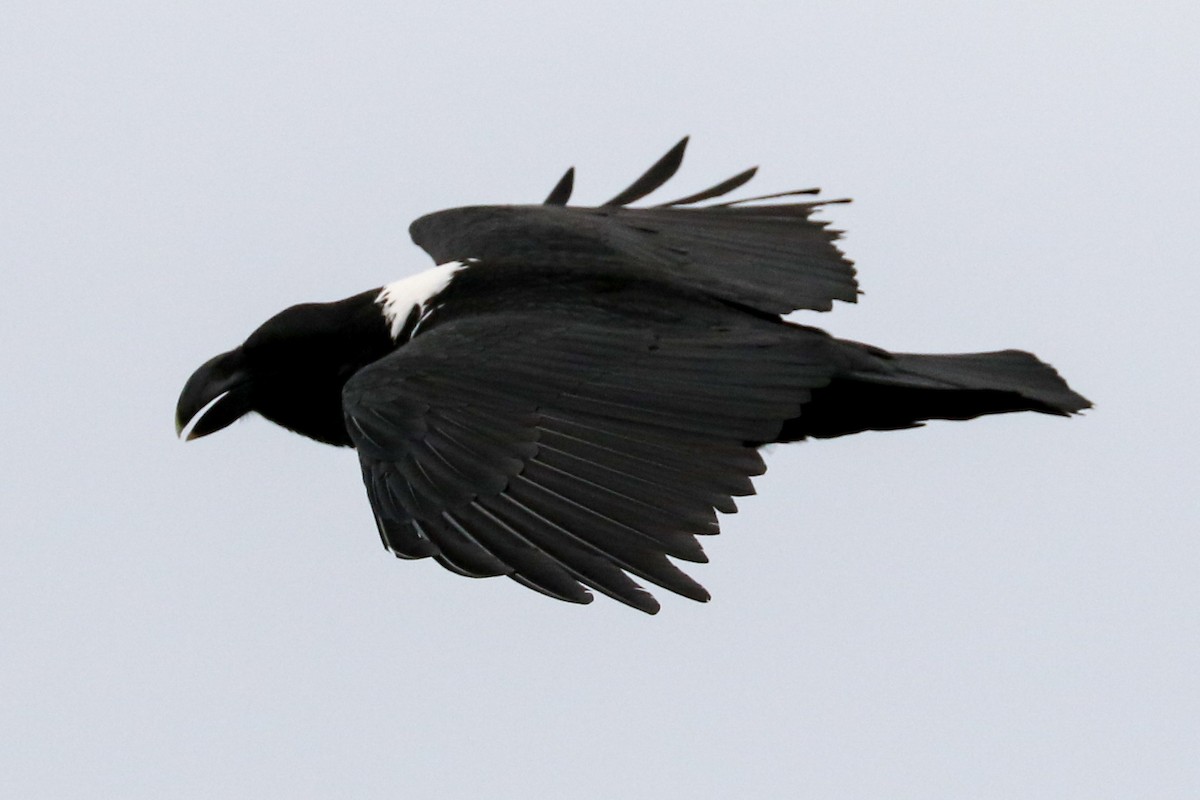 White-necked Raven - Marie Stridh