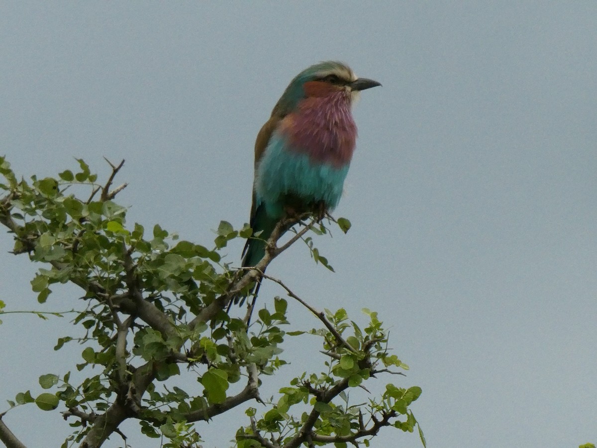 Lilac-breasted Roller - ML570311321