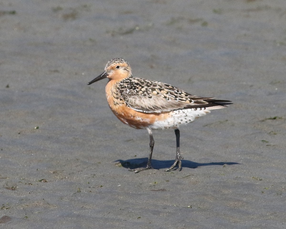 Red Knot - ML570313471