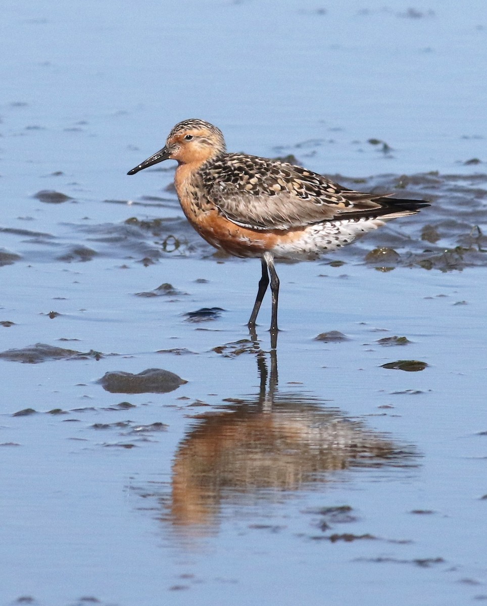 Red Knot - ML570313561