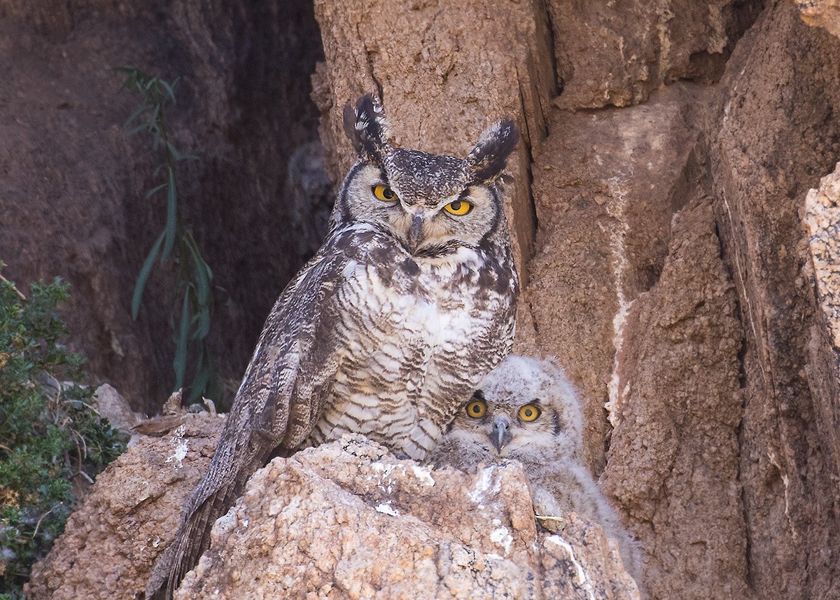 Great Horned Owl - ML570322171