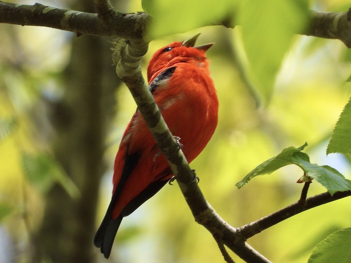 Scarlet Tanager - ML570324481