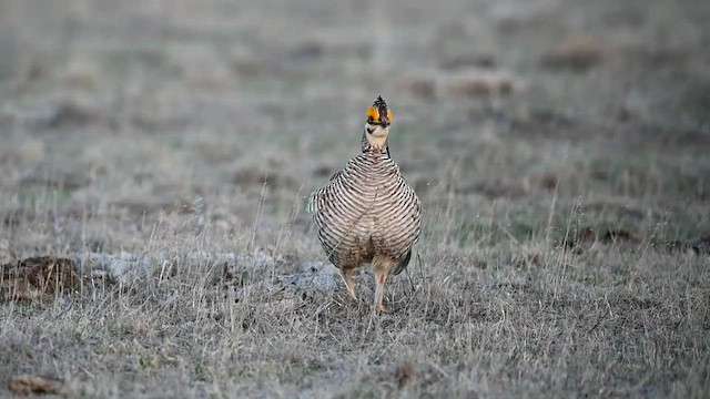 Lesser Prairie-Chicken - ML570327401