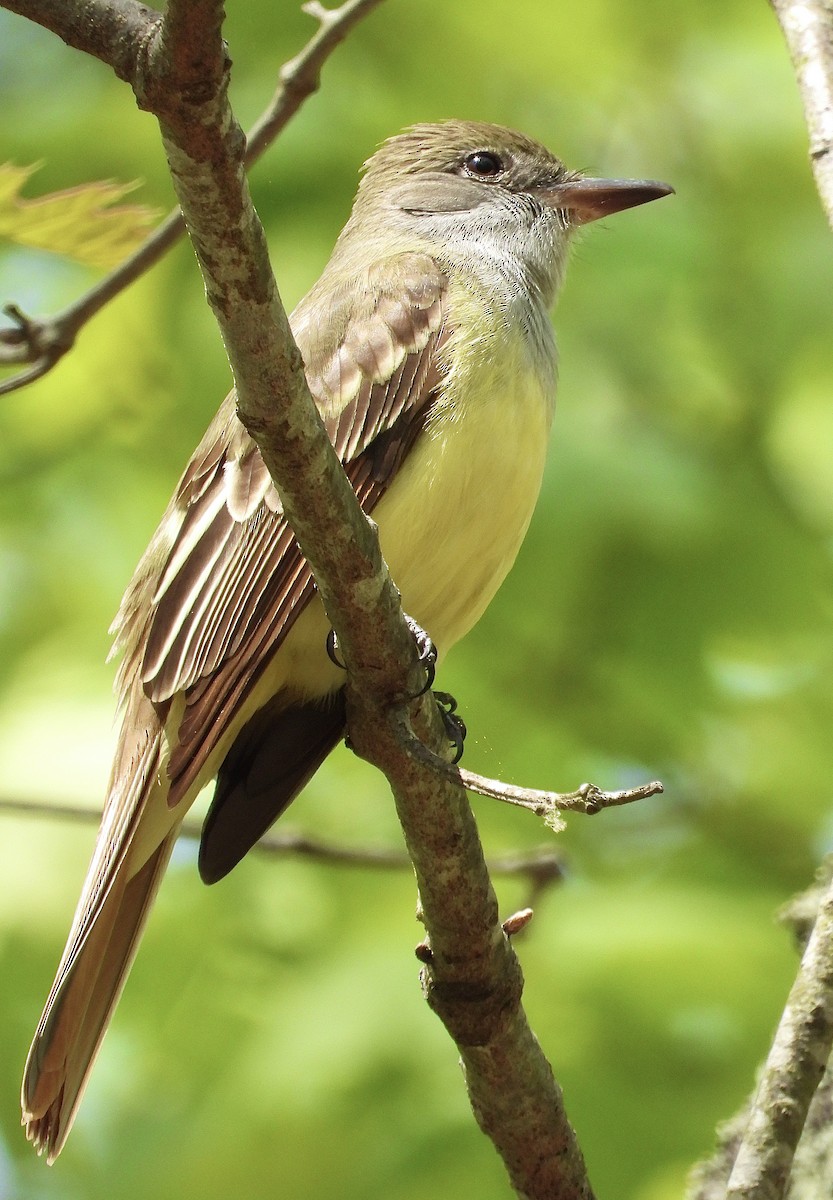 Great Crested Flycatcher - ML570329301