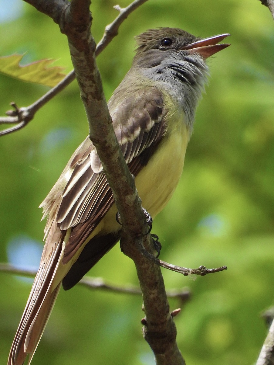 Great Crested Flycatcher - ML570329311