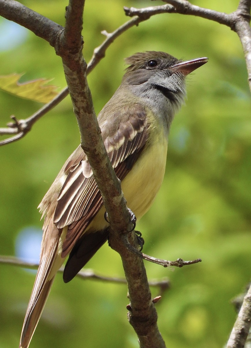 Great Crested Flycatcher - ML570329321