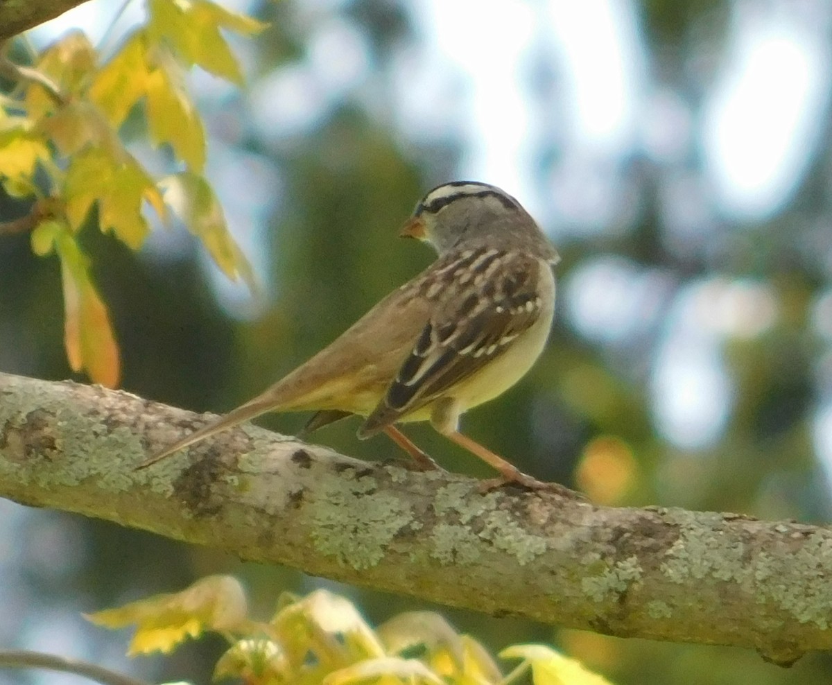 White-crowned Sparrow - ML570337401