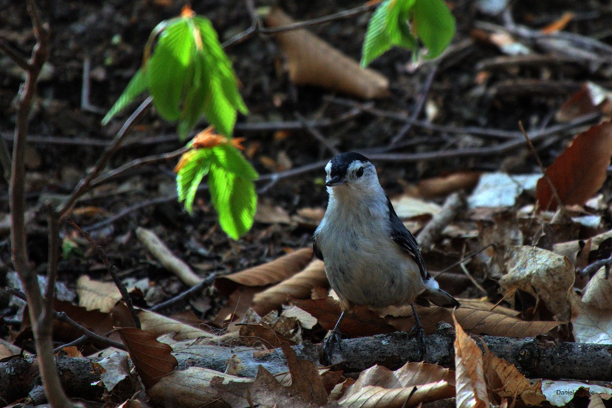 White-breasted Nuthatch - ML570338081