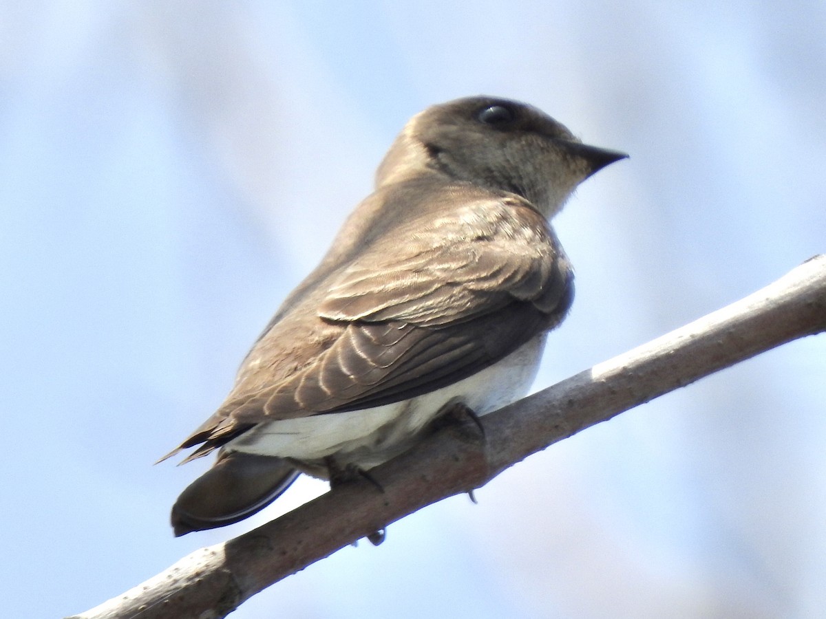 Northern Rough-winged Swallow - Simon Audy