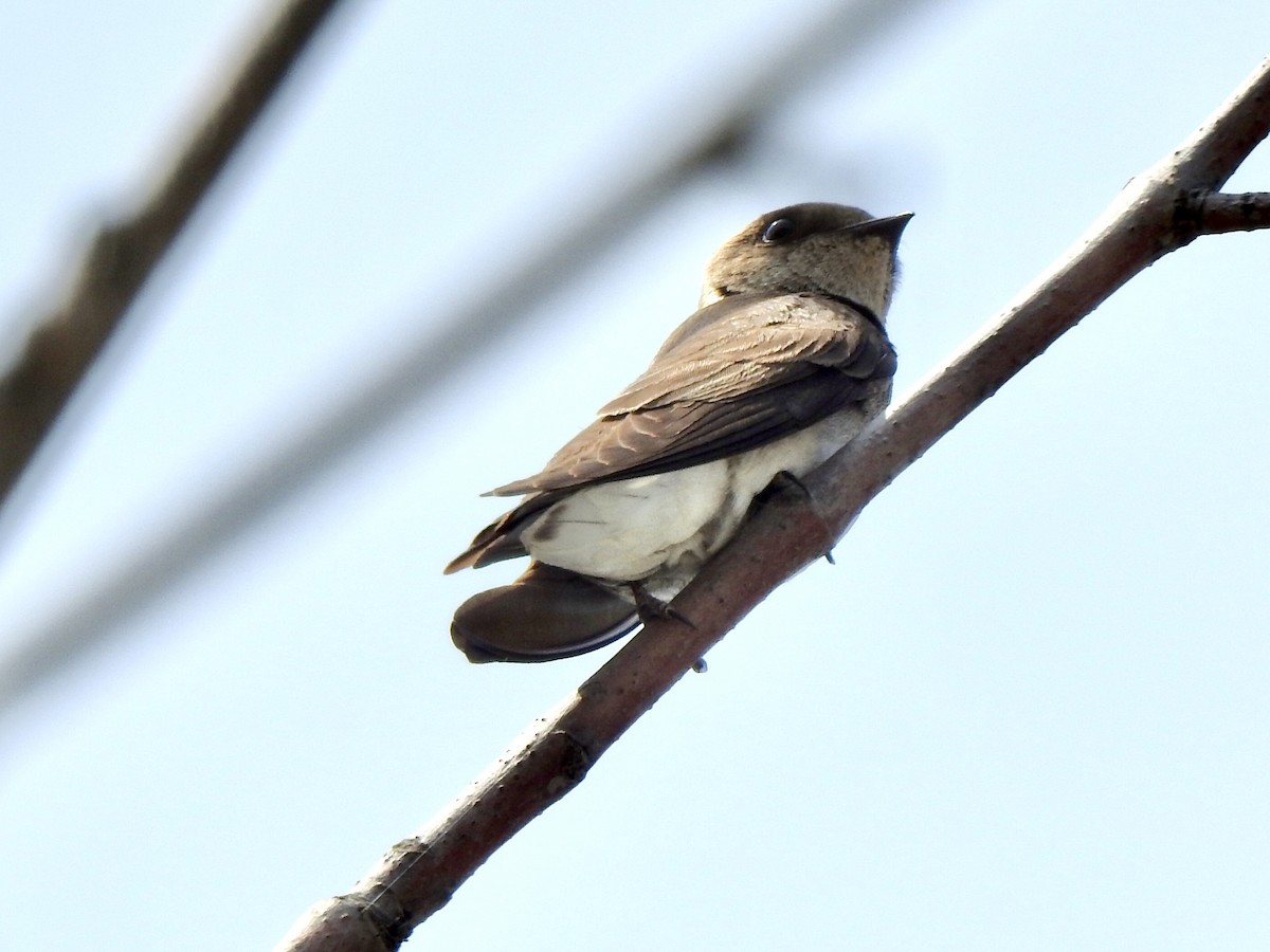 Northern Rough-winged Swallow - Simon Audy