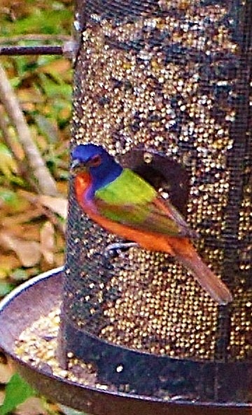 Painted Bunting - ML57034301