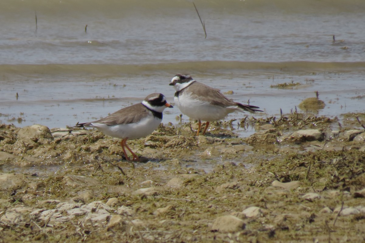 Common Ringed Plover - ML570343421